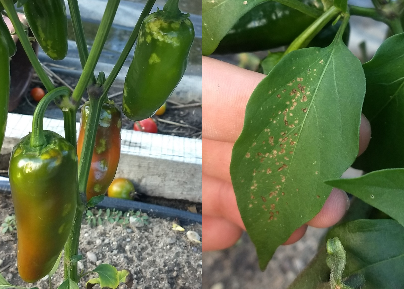 Brown marmorated stink bug damage in jalapeno peppe